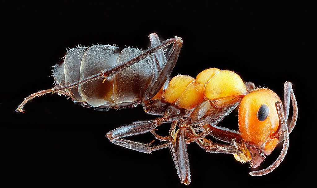 Ant Control service in Stamford, CT