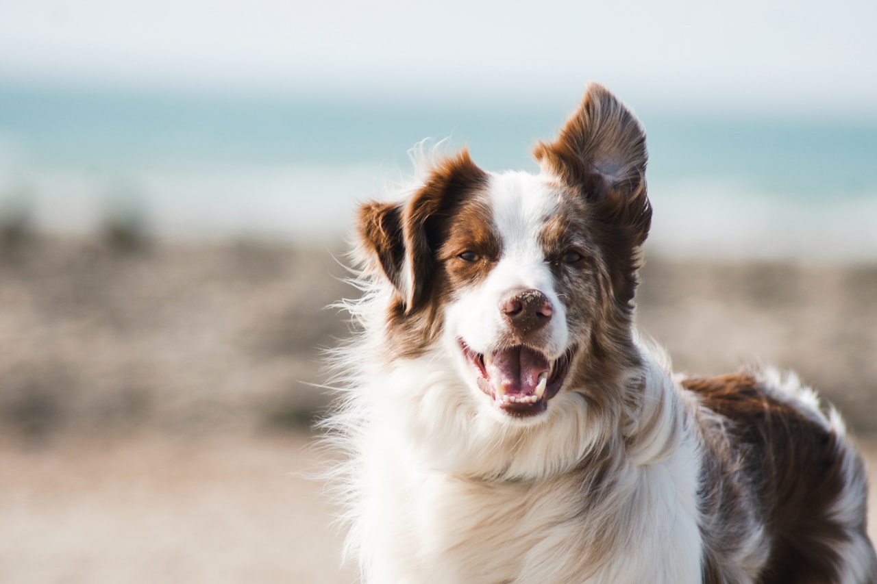 Flea & Tick Control service in Stamford, CT