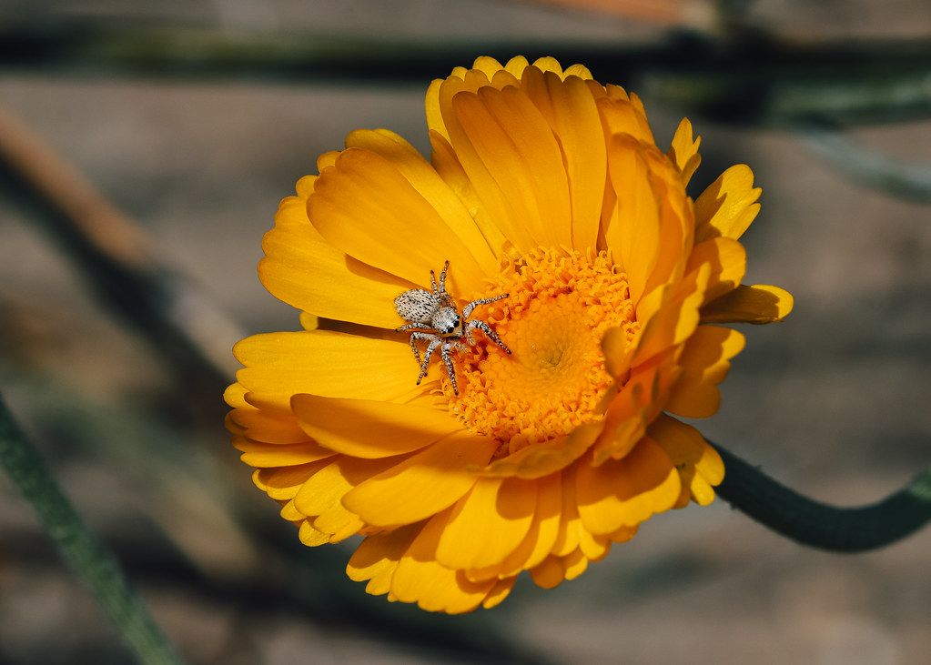 Spider Control service in Stamford, CT